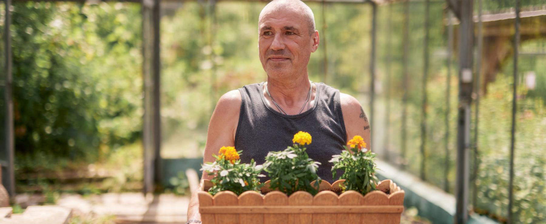 Mann im Gew?chshaus tr?gt eine Holzkiste mit bl?henden Ringelblumen und blickt zufrieden zur Seite.
